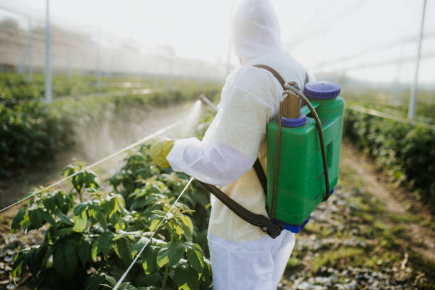Professional Pest Control in Marana, AZ